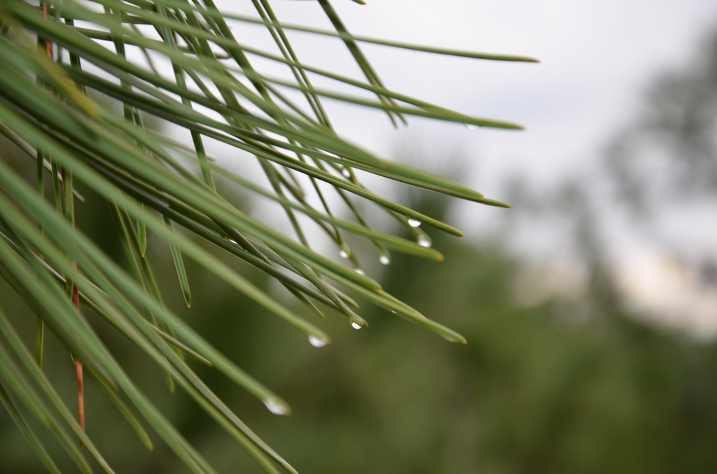 2016-12-10 Bordeaux/Cap Ferret/DSC_0137.JPG